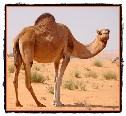 Camila - animal - corabia desertului